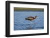 USA, California, Los Angeles. Glossy ibis in breeding plumage.-Jaynes Gallery-Framed Photographic Print