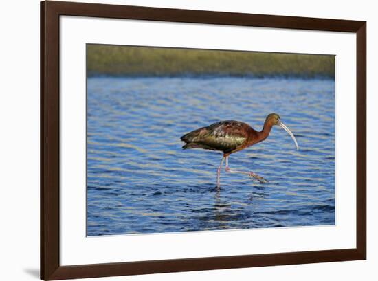 USA, California, Los Angeles. Glossy ibis in breeding plumage.-Jaynes Gallery-Framed Premium Photographic Print