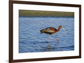 USA, California, Los Angeles. Glossy ibis in breeding plumage.-Jaynes Gallery-Framed Premium Photographic Print