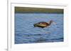 USA, California, Los Angeles. Glossy ibis in breeding plumage.-Jaynes Gallery-Framed Premium Photographic Print