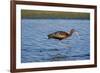 USA, California, Los Angeles. Glossy ibis in breeding plumage.-Jaynes Gallery-Framed Premium Photographic Print