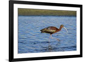 USA, California, Los Angeles. Glossy ibis in breeding plumage.-Jaynes Gallery-Framed Premium Photographic Print