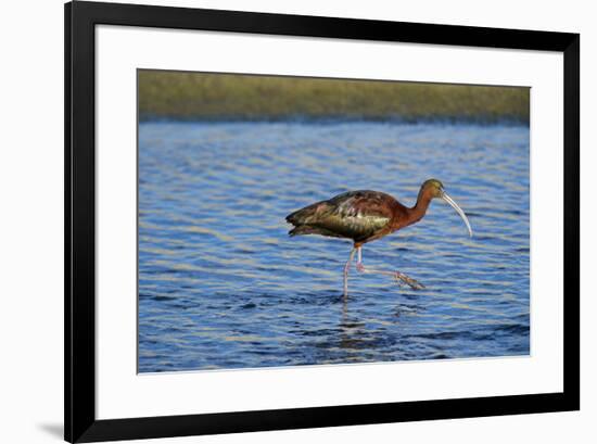 USA, California, Los Angeles. Glossy ibis in breeding plumage.-Jaynes Gallery-Framed Premium Photographic Print