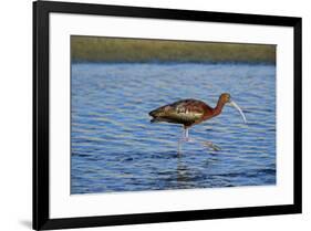 USA, California, Los Angeles. Glossy ibis in breeding plumage.-Jaynes Gallery-Framed Premium Photographic Print