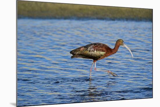 USA, California, Los Angeles. Glossy ibis in breeding plumage.-Jaynes Gallery-Mounted Premium Photographic Print