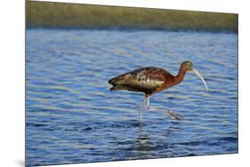 USA, California, Los Angeles. Glossy ibis in breeding plumage.-Jaynes Gallery-Mounted Premium Photographic Print