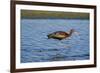 USA, California, Los Angeles. Glossy ibis in breeding plumage.-Jaynes Gallery-Framed Photographic Print