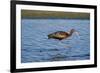 USA, California, Los Angeles. Glossy ibis in breeding plumage.-Jaynes Gallery-Framed Photographic Print