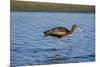 USA, California, Los Angeles. Glossy ibis in breeding plumage.-Jaynes Gallery-Mounted Photographic Print