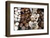 USA, California, Los Angeles, Mushroom at the Hollywood Farmers Market-Kymri Wilt-Framed Photographic Print