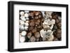 USA, California, Los Angeles, Mushroom at the Hollywood Farmers Market-Kymri Wilt-Framed Photographic Print