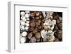 USA, California, Los Angeles, Mushroom at the Hollywood Farmers Market-Kymri Wilt-Framed Photographic Print