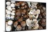 USA, California, Los Angeles, Mushroom at the Hollywood Farmers Market-Kymri Wilt-Mounted Photographic Print