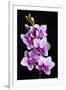 USA, California, Los Osos of orchids.-Jaynes Gallery-Framed Premium Photographic Print