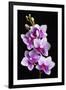 USA, California, Los Osos of orchids.-Jaynes Gallery-Framed Premium Photographic Print