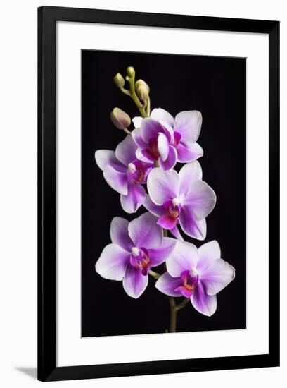 USA, California, Los Osos of orchids.-Jaynes Gallery-Framed Premium Photographic Print