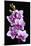 USA, California, Los Osos of orchids.-Jaynes Gallery-Mounted Premium Photographic Print