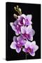 USA, California, Los Osos of orchids.-Jaynes Gallery-Stretched Canvas