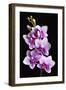 USA, California, Los Osos of orchids.-Jaynes Gallery-Framed Premium Photographic Print