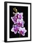 USA, California, Los Osos of orchids.-Jaynes Gallery-Framed Premium Photographic Print