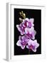 USA, California, Los Osos of orchids.-Jaynes Gallery-Framed Premium Photographic Print
