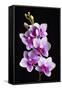 USA, California, Los Osos of orchids.-Jaynes Gallery-Framed Stretched Canvas