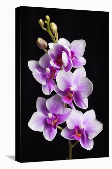 USA, California, Los Osos of orchids.-Jaynes Gallery-Stretched Canvas