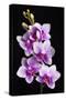 USA, California, Los Osos of orchids.-Jaynes Gallery-Stretched Canvas