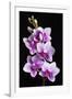 USA, California, Los Osos of orchids.-Jaynes Gallery-Framed Photographic Print