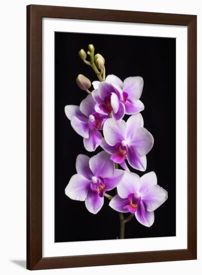 USA, California, Los Osos of orchids.-Jaynes Gallery-Framed Photographic Print