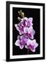 USA, California, Los Osos of orchids.-Jaynes Gallery-Framed Photographic Print