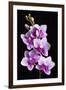 USA, California, Los Osos of orchids.-Jaynes Gallery-Framed Photographic Print