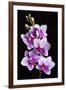 USA, California, Los Osos of orchids.-Jaynes Gallery-Framed Photographic Print