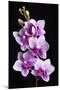 USA, California, Los Osos of orchids.-Jaynes Gallery-Mounted Photographic Print