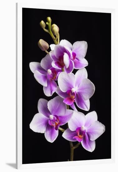 USA, California, Los Osos of orchids.-Jaynes Gallery-Framed Photographic Print