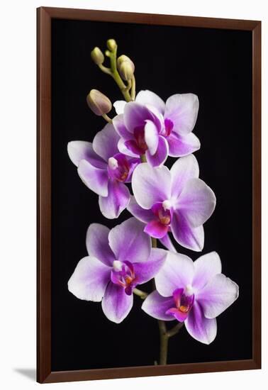 USA, California, Los Osos of orchids.-Jaynes Gallery-Framed Photographic Print