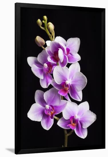 USA, California, Los Osos of orchids.-Jaynes Gallery-Framed Photographic Print