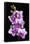 USA, California, Los Osos of orchids.-Jaynes Gallery-Framed Stretched Canvas