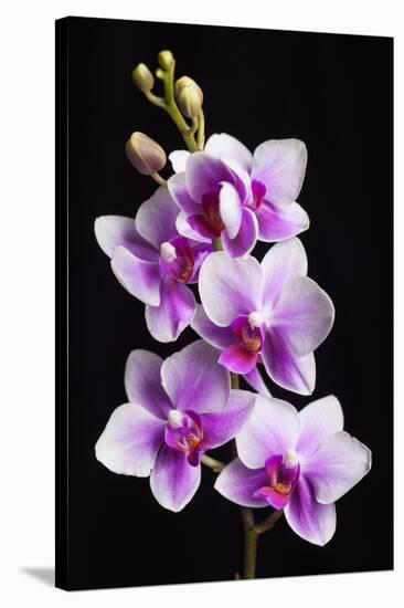 USA, California, Los Osos of orchids.-Jaynes Gallery-Stretched Canvas