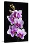 USA, California, Los Osos of orchids.-Jaynes Gallery-Stretched Canvas