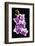 USA, California, Los Osos of orchids.-Jaynes Gallery-Framed Photographic Print