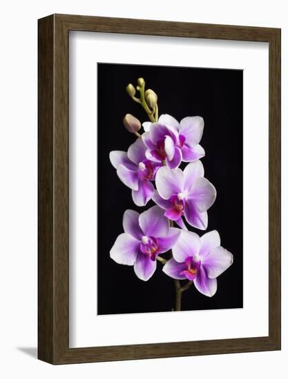 USA, California, Los Osos of orchids.-Jaynes Gallery-Framed Photographic Print