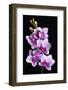 USA, California, Los Osos of orchids.-Jaynes Gallery-Framed Photographic Print