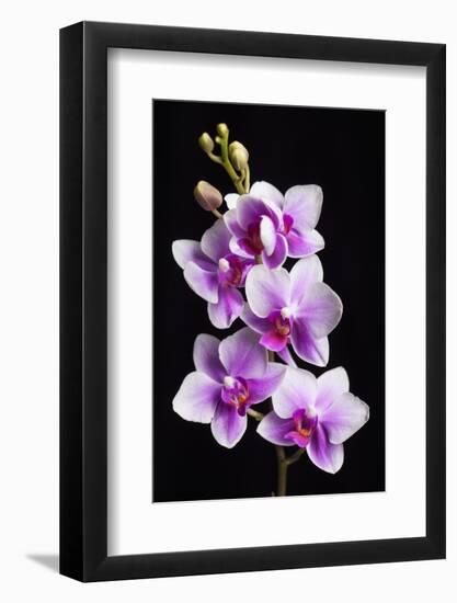 USA, California, Los Osos of orchids.-Jaynes Gallery-Framed Photographic Print