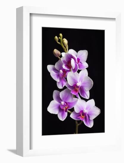 USA, California, Los Osos of orchids.-Jaynes Gallery-Framed Photographic Print