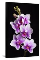 USA, California, Los Osos of orchids.-Jaynes Gallery-Framed Stretched Canvas