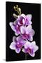 USA, California, Los Osos of orchids.-Jaynes Gallery-Stretched Canvas