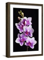 USA, California, Los Osos of orchids.-Jaynes Gallery-Framed Photographic Print