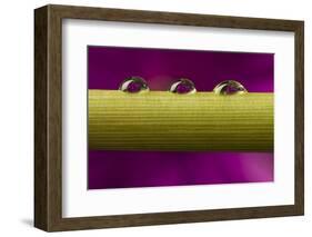 USA, California, Los Osos. Water droplets on stem.-Jaynes Gallery-Framed Photographic Print