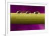 USA, California, Los Osos. Water droplets on stem.-Jaynes Gallery-Framed Photographic Print